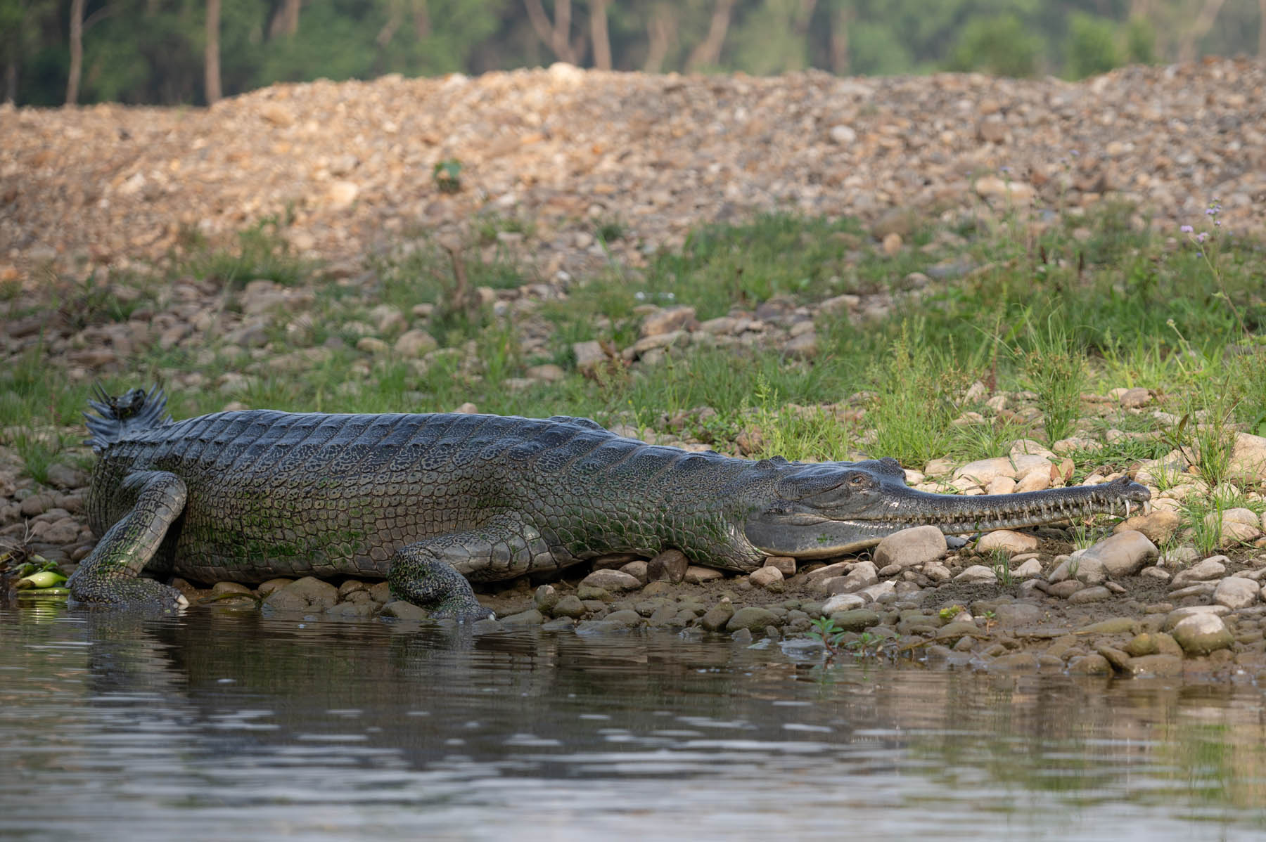 Gavial Krokodil im Chitwan Nationalpark Nepal
