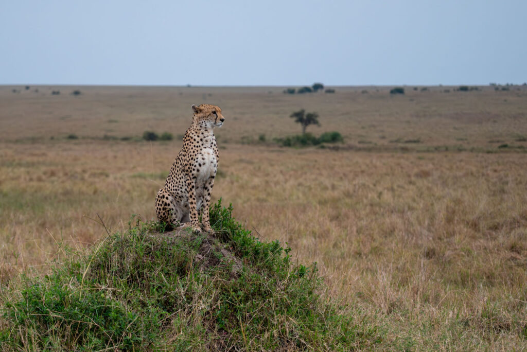 Gepard Masai Mara Kenia