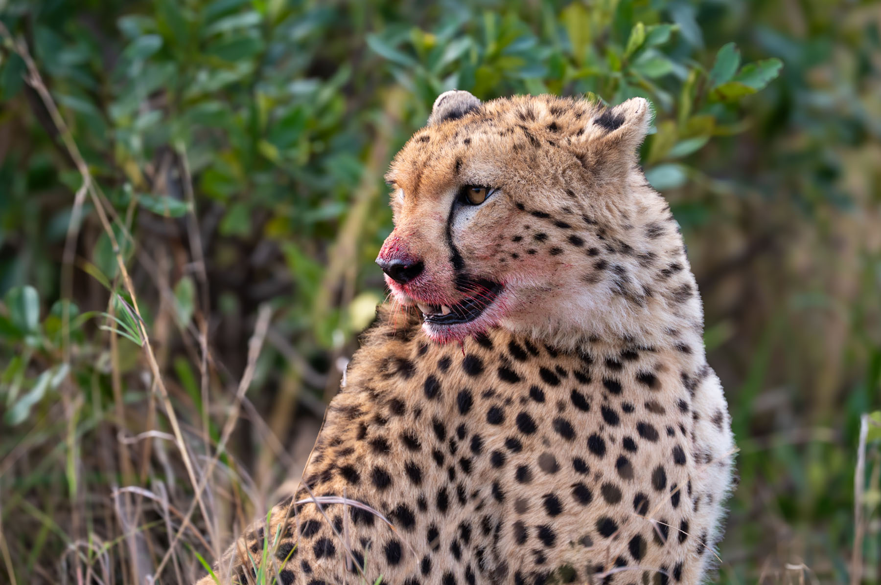 Versumpft in der Masai Mara (Teil 3): Ein Abenteuer endet