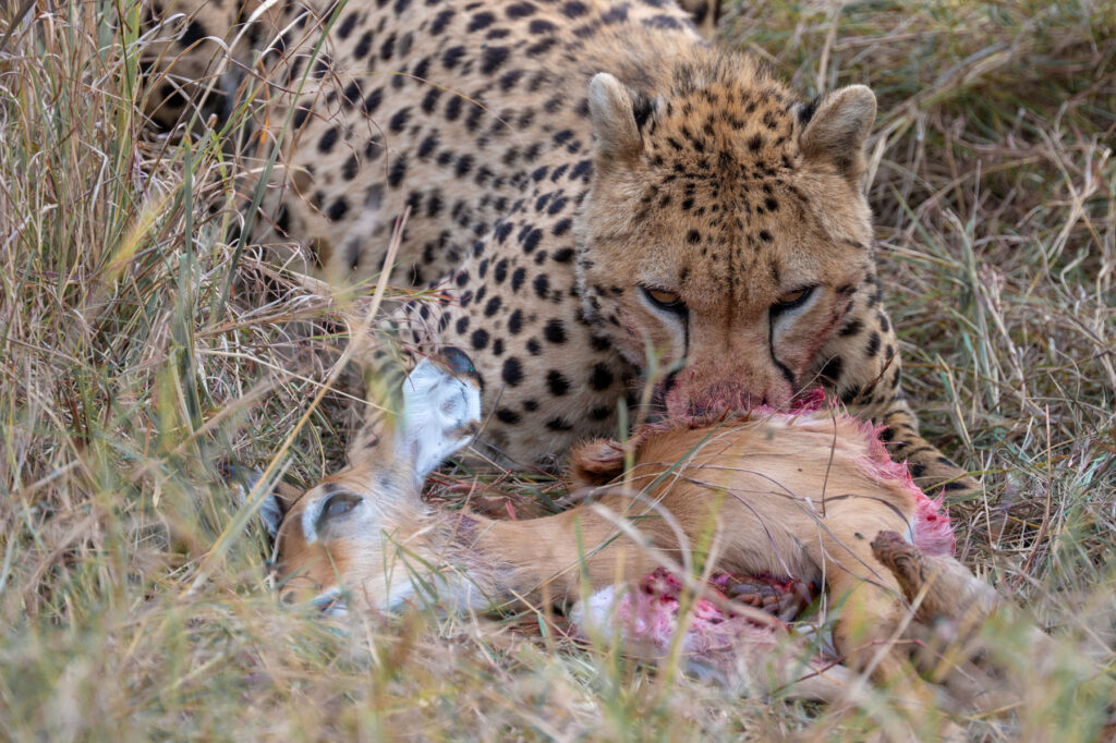 Gepard Masai Mara Kenia
