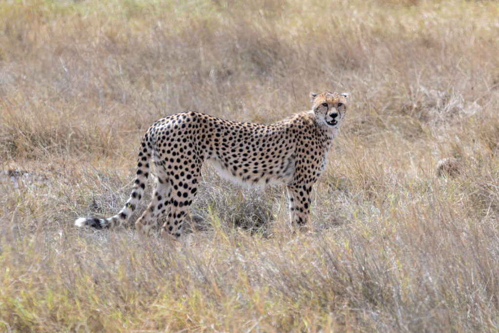 Geparden Mutter Amboseli Nationalpark Kenia