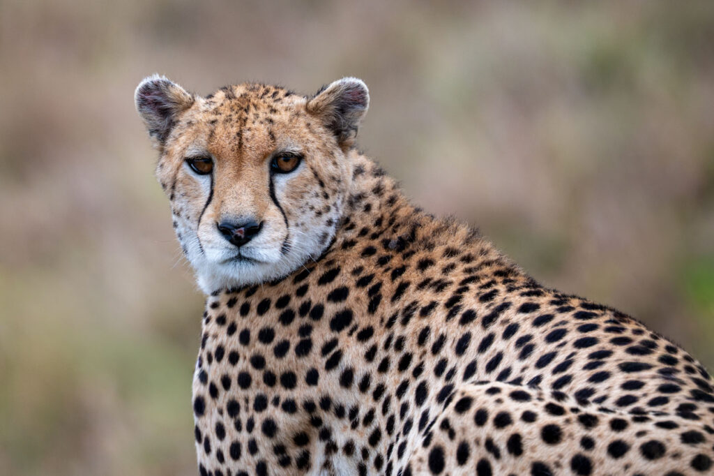 Portrait Gepard Masai Mara Kenia