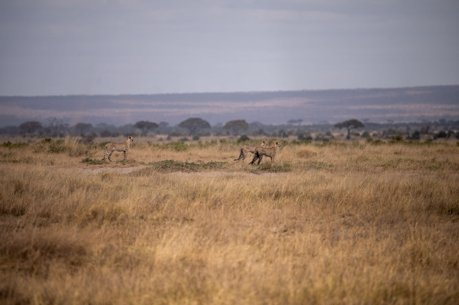 Geparden Amboseli Nationalpark Kenia