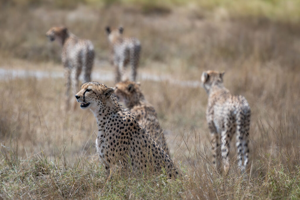 Geparden Familie im Amboseli Nationalpark Kenia
