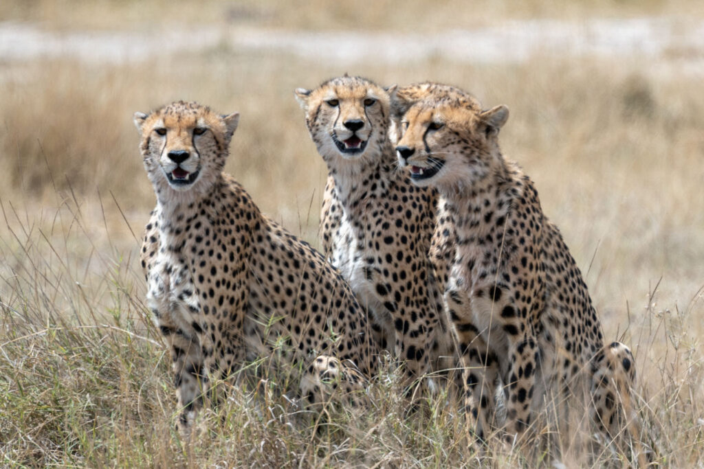 Junge Geparden Amboseli Nationalpark Kenia