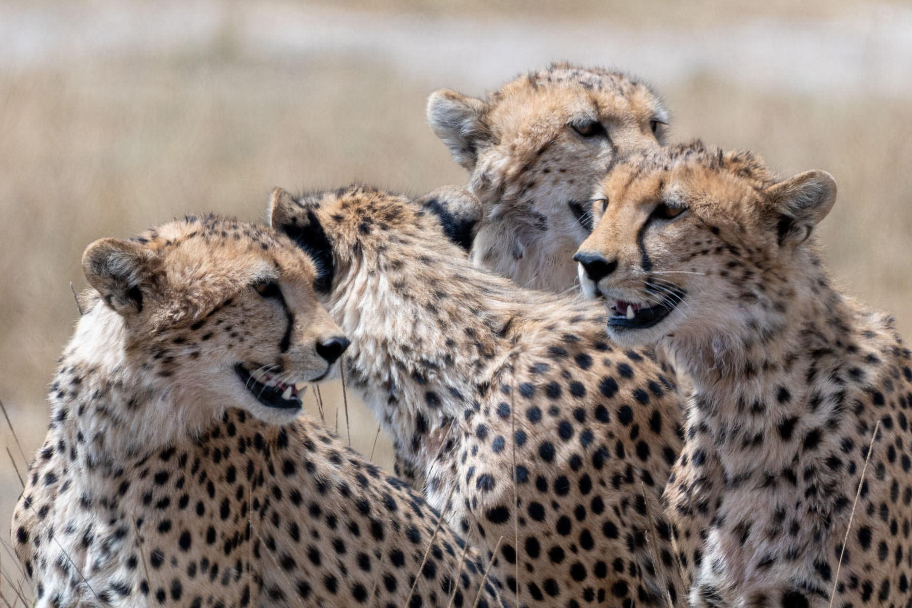 Junge Geparden nah Amboseli Nationalpark Kenia