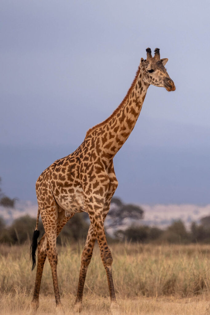 Giraffe Amboseli Nationalpark Kenia