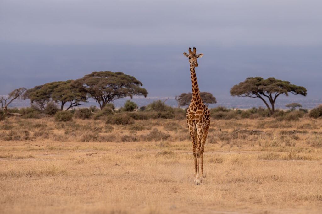 Giraffe Aboseli Nationalpark Kenia