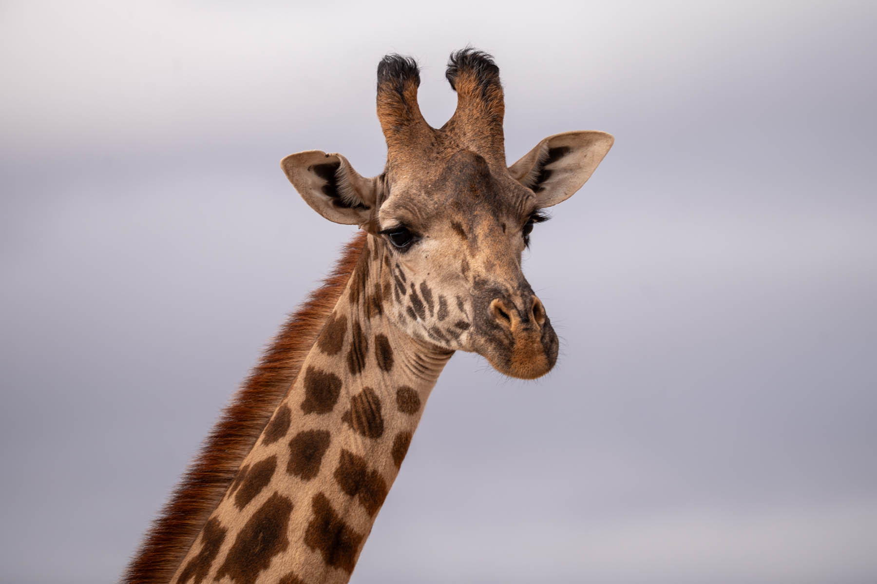 Giraffe Amboseli Nationalpark Kenia