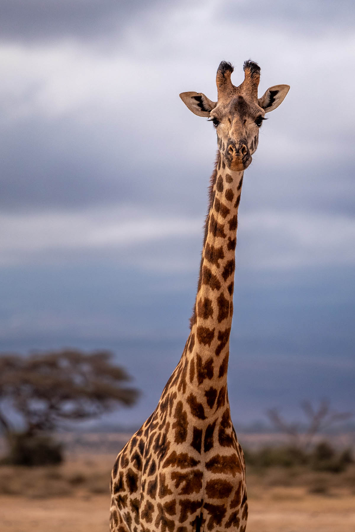 Giraffe Amboseli Nationalpark Kenia