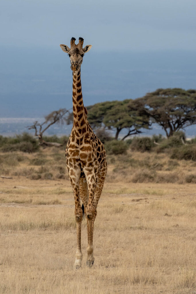 Giraffe Amboseli Nationalpark Kenia