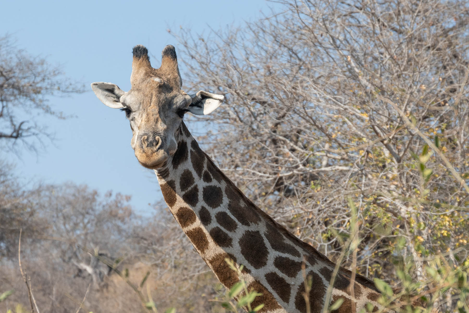 Giraffe im Etosha Nationalpark Namibia