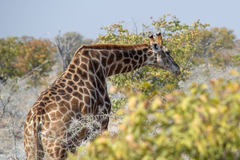 Giraffe Etosha Nationalpark Namibia