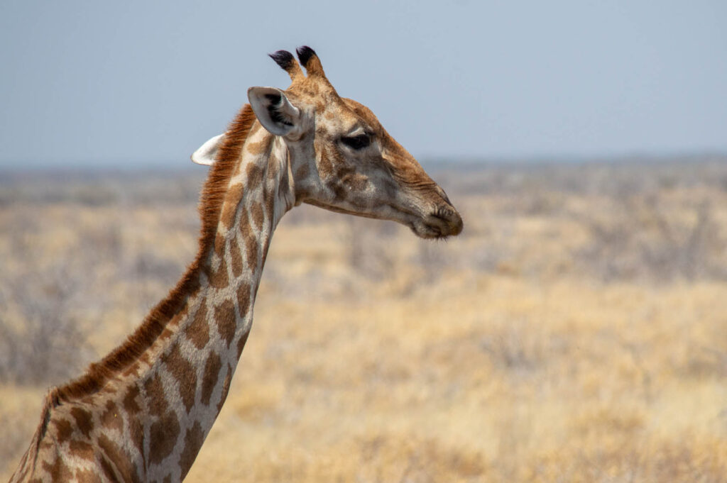 Giraffe im Hwange Nationalpark Simbabwe