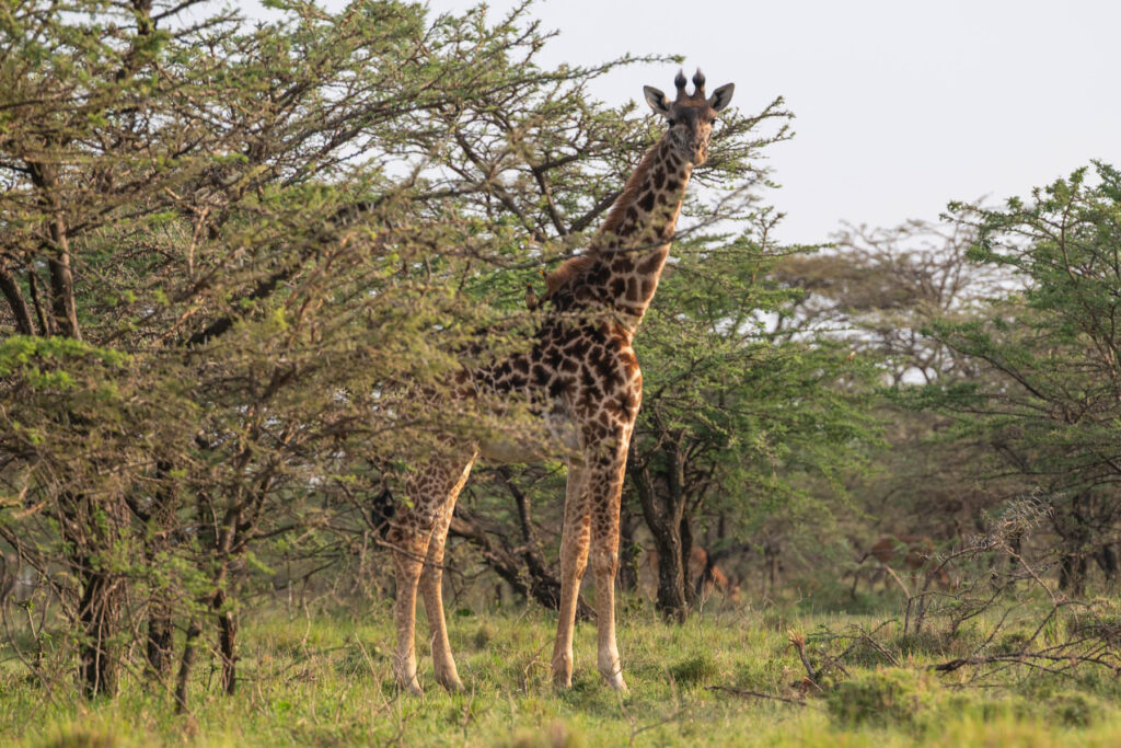 Giraffe in der Masai Mara Kenia