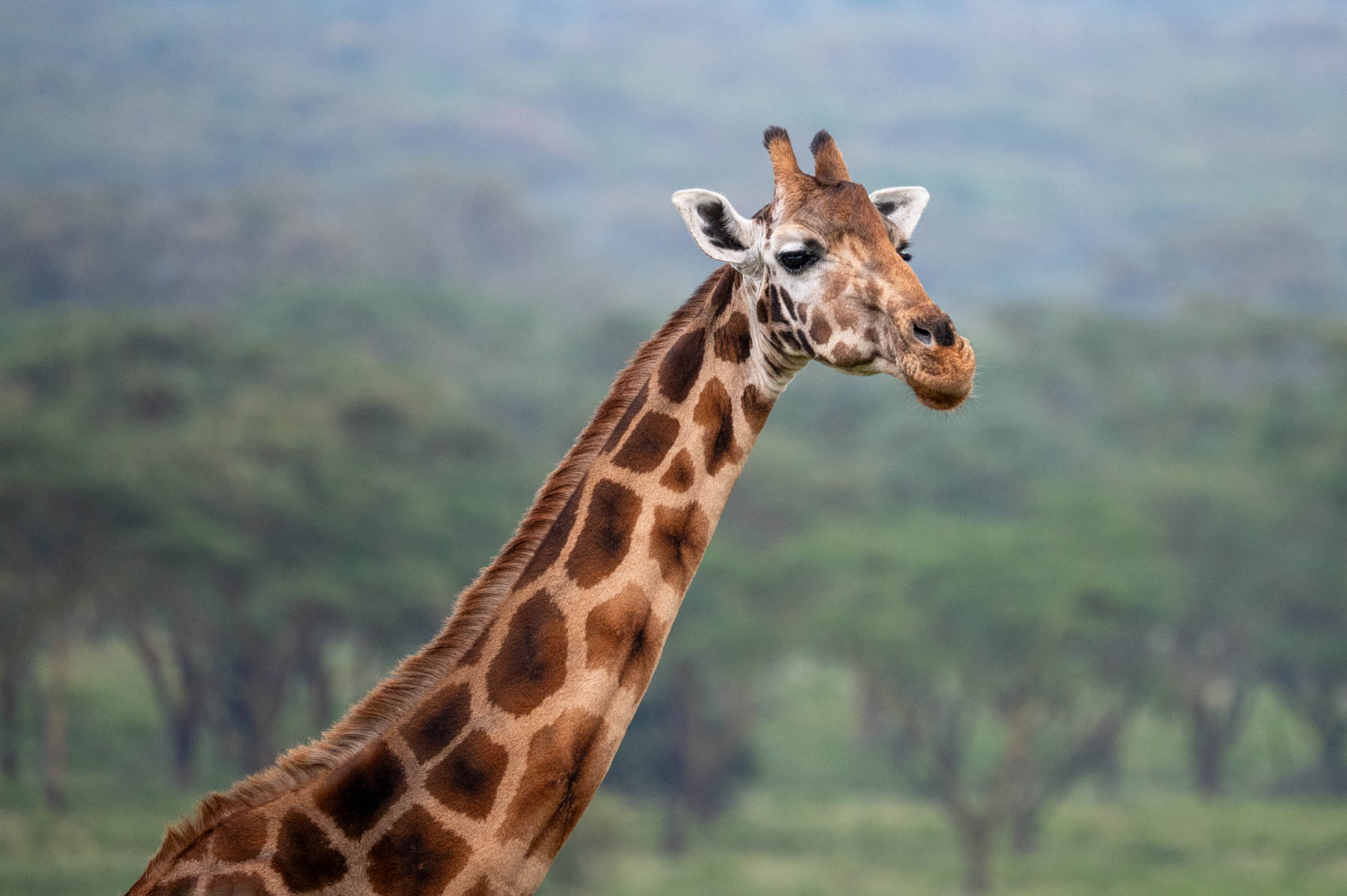 Giraffe Lake Nakuru Nationalpark Kenia