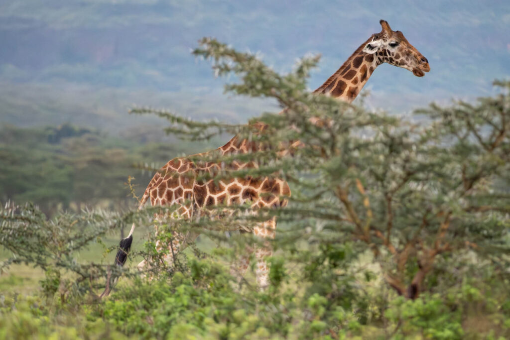 Giraffe Lake Nakuru Nationalpark Kenia
