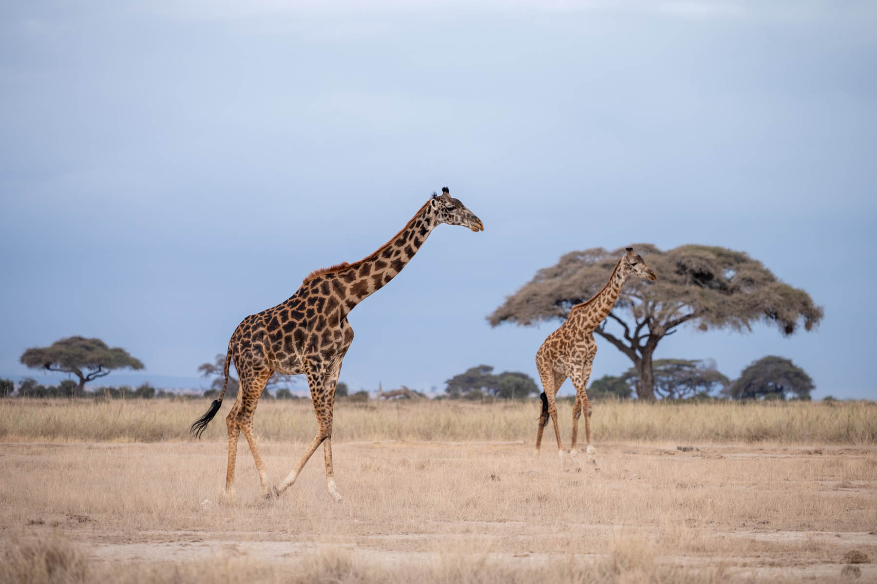 Giraffen Amboseli Nationalpark Kenia