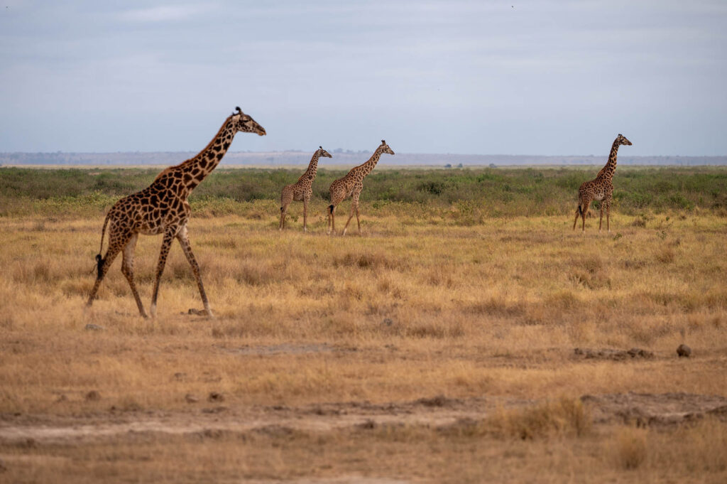 Vier Giraffen im Amboseli Nationalpark Kenia