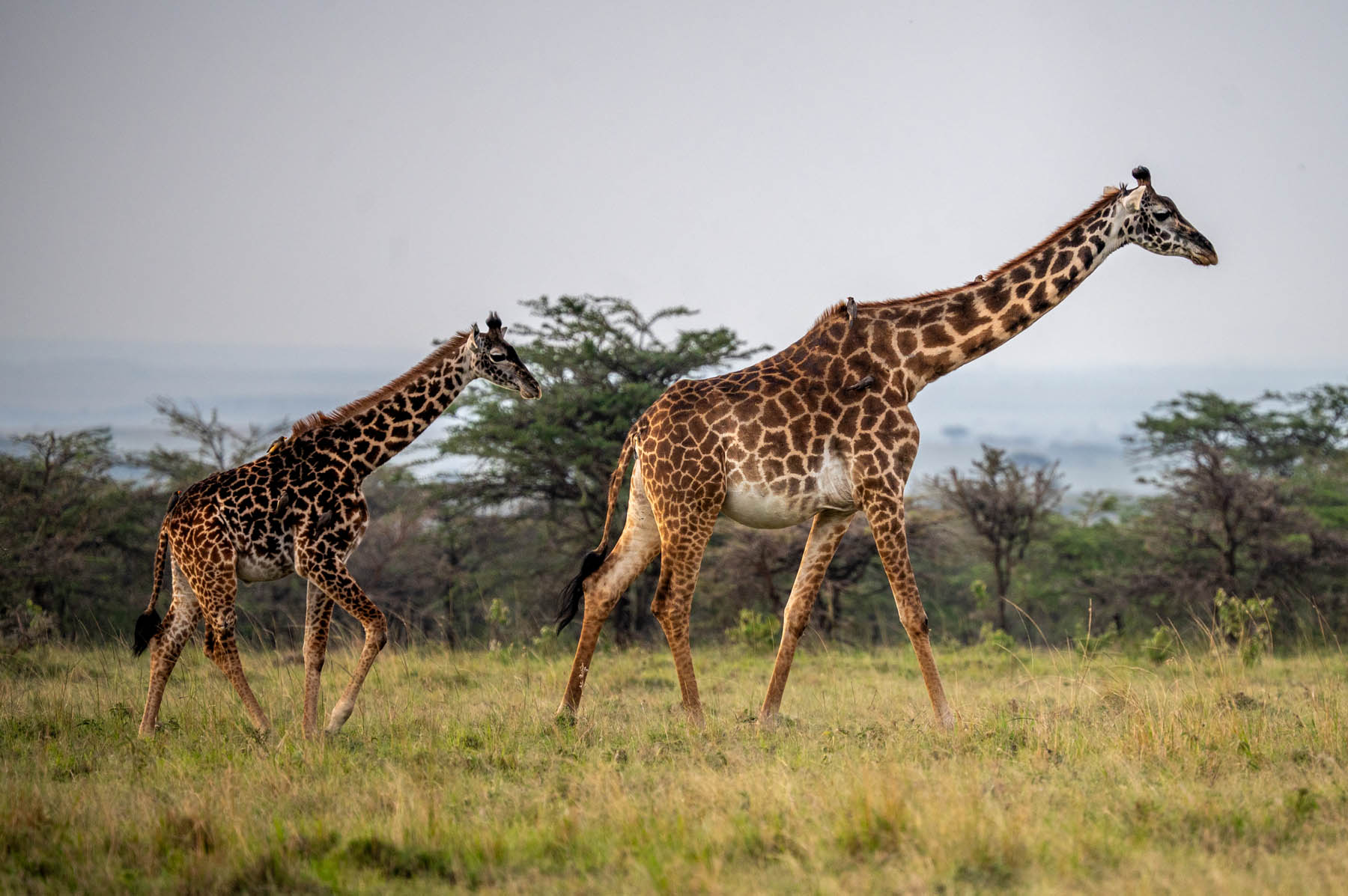 Giraffen Masai Mara Kenia