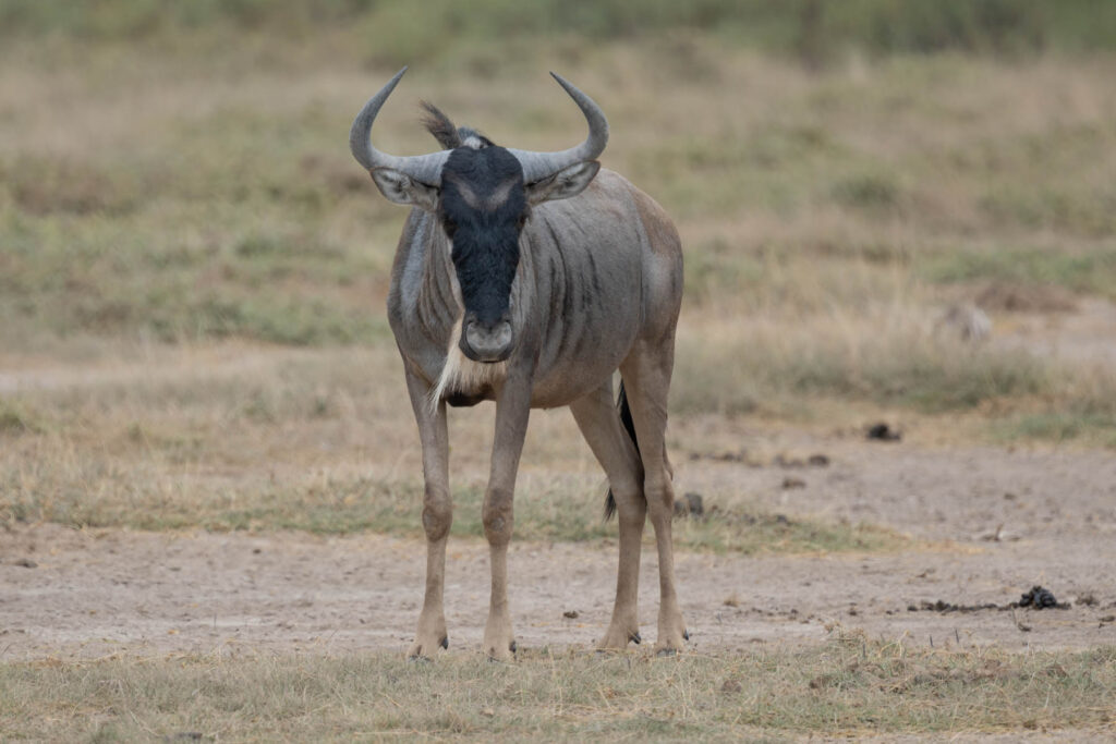 Gnu Amboseli Nationalpark Kenia