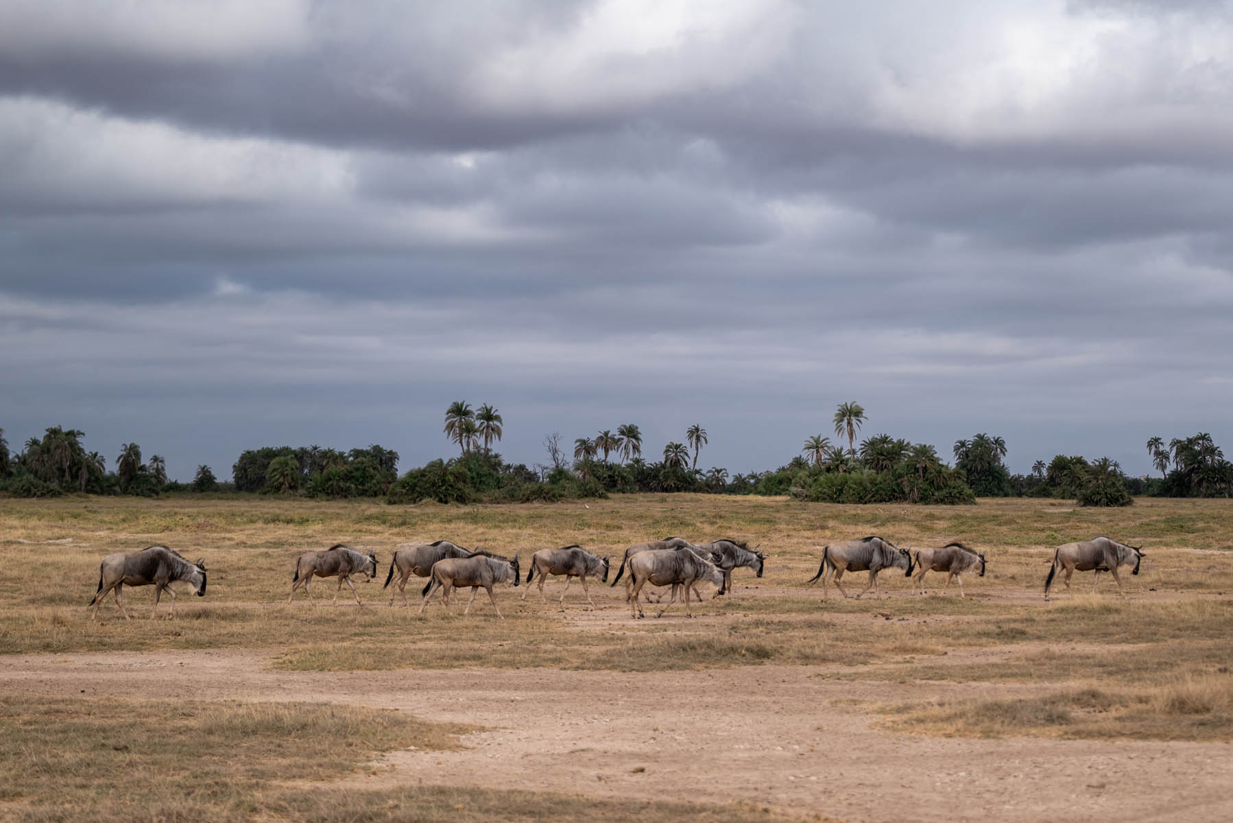 Gnu Antilopen Amboseli Nationalpark Kenia