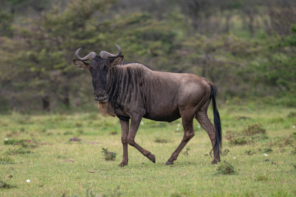 Gnu Antilope in der Masai Mara Kenia