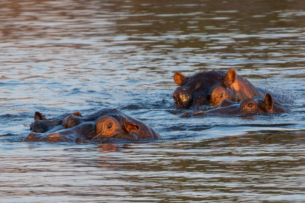 Hippos Namibia
