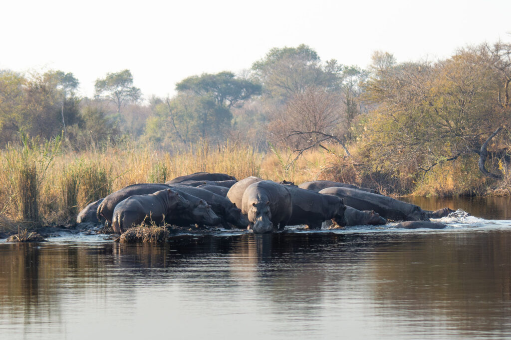 Gruppe Hippos Namibia