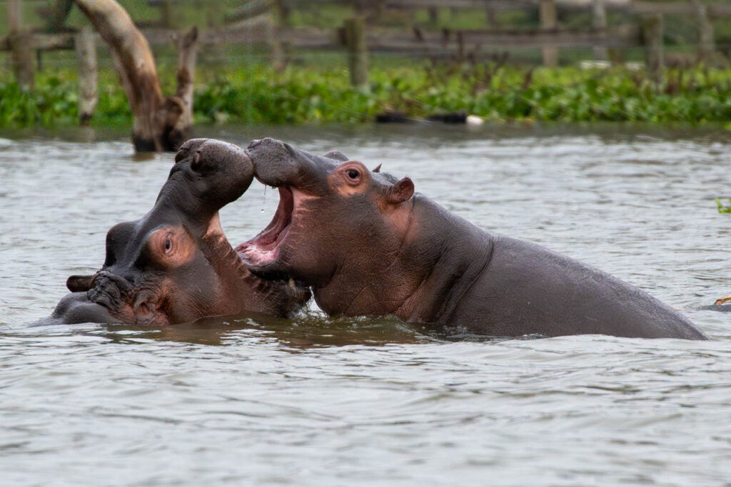 Hippos Lake Naivasha Kenia
