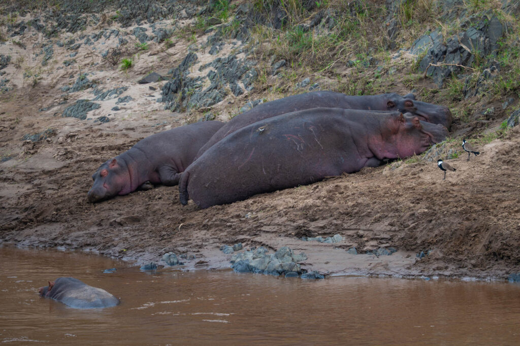 Hippos Masai Mara Kenia