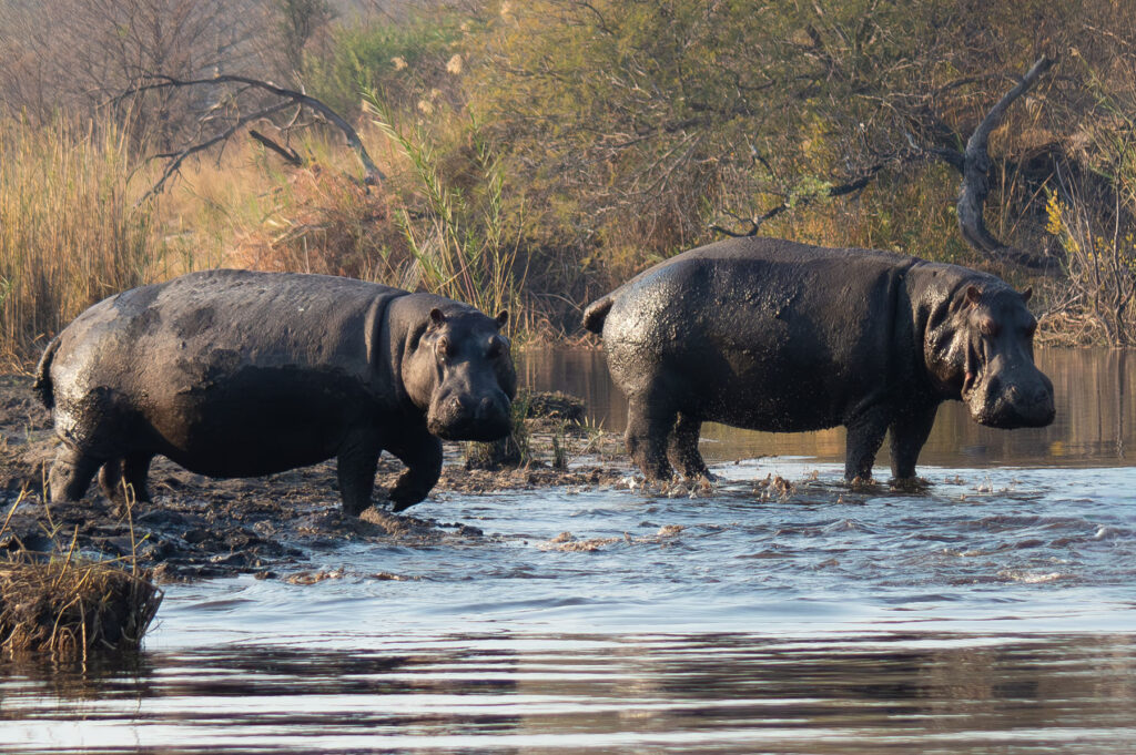 Hippos Namibia