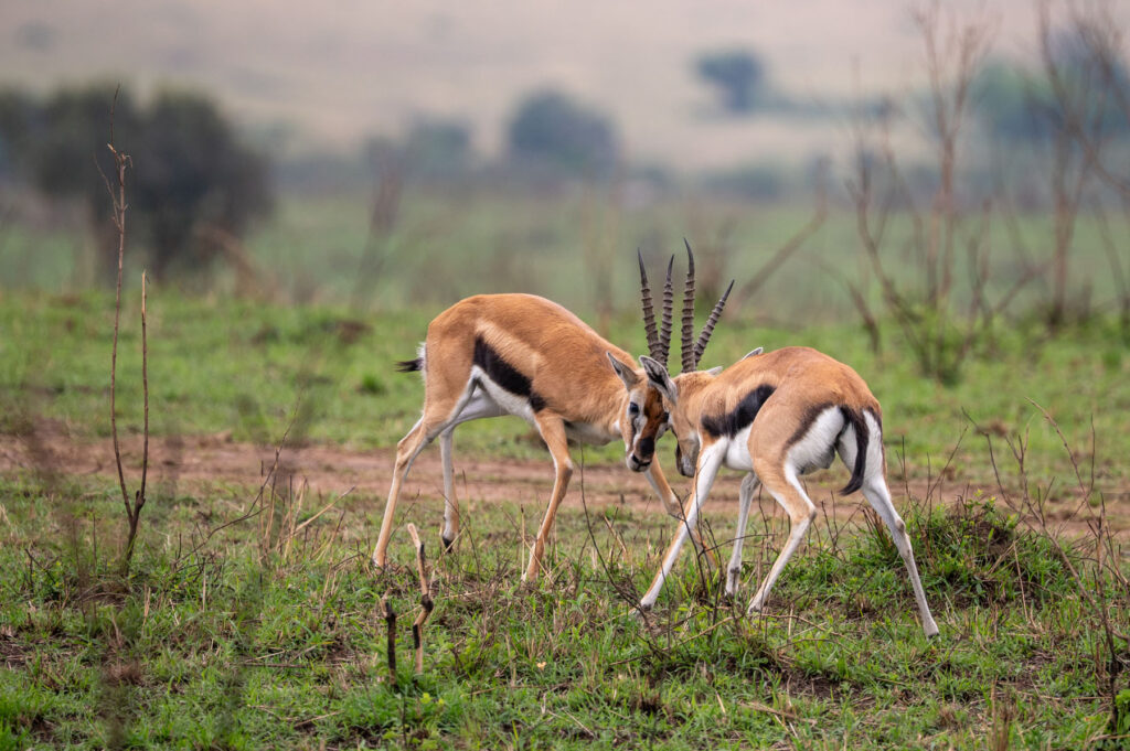 Impala Antilopen Masai Mara Kenia
