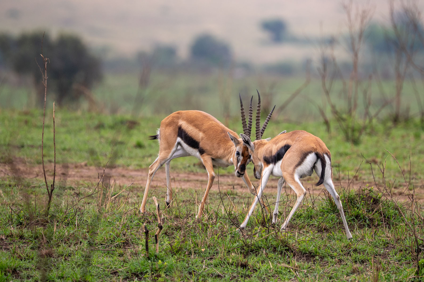 Impala Antilopen Masai Mara Kenia