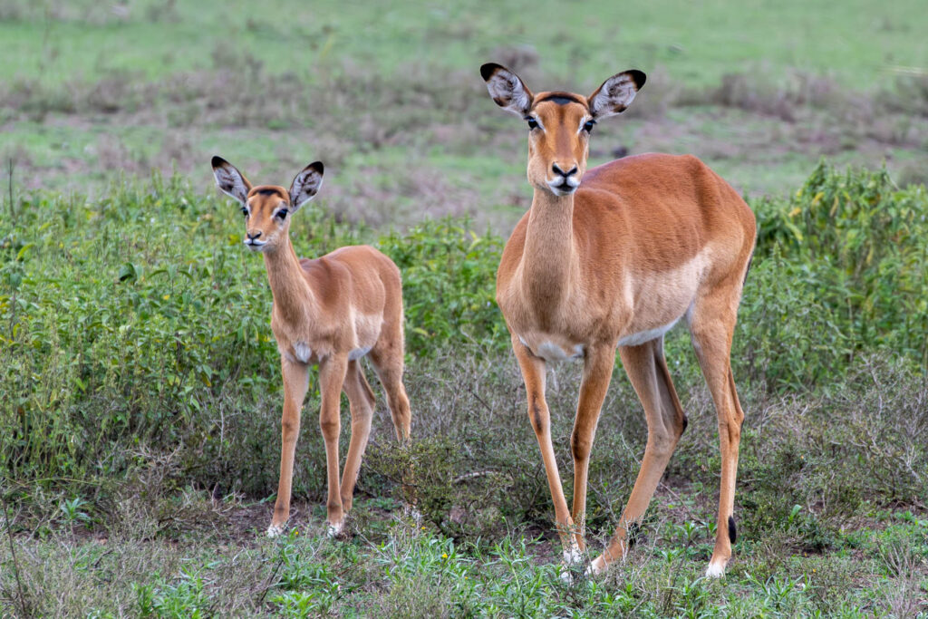2 Impala Antilopen im Lake Naivasha Nationalpark Kenia