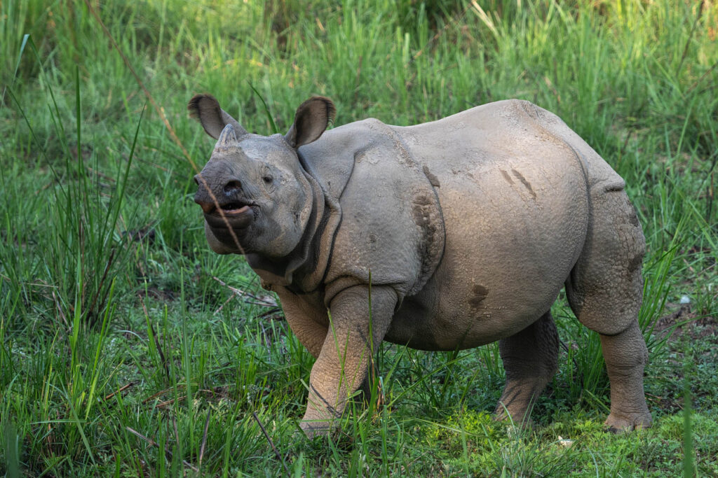 Indisches Panzernashorn im Chitwan Nationalpark Nepal