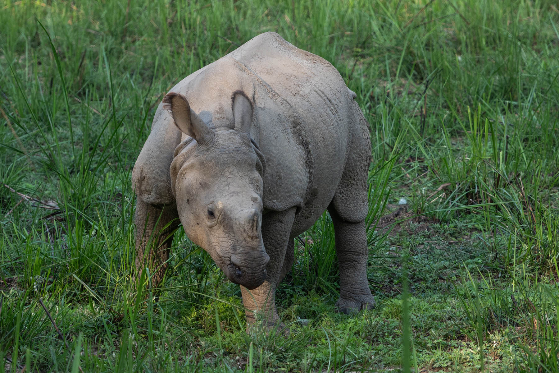 Indisches Panzernashorn im Chitwan Nationalpark Nepal
