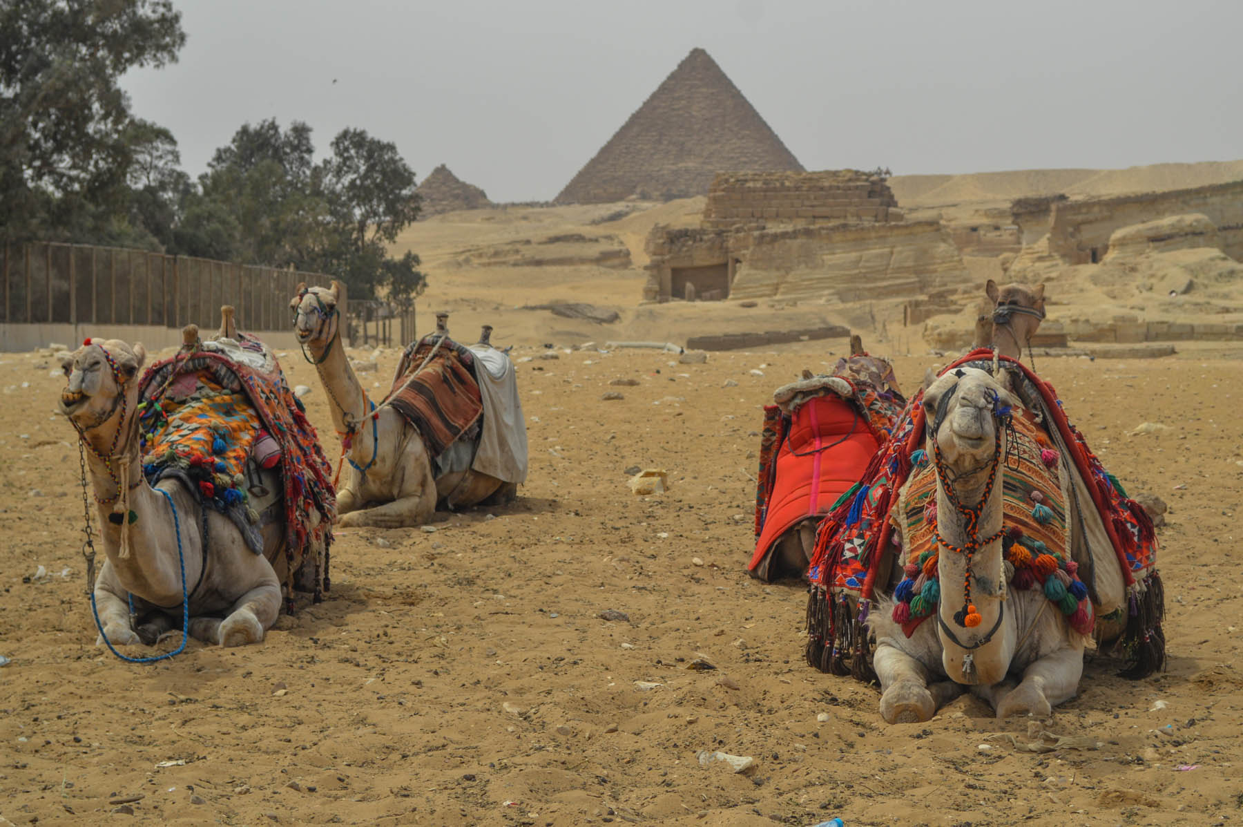 Kamele Pyramiden Gizeh Kairo Ägypten