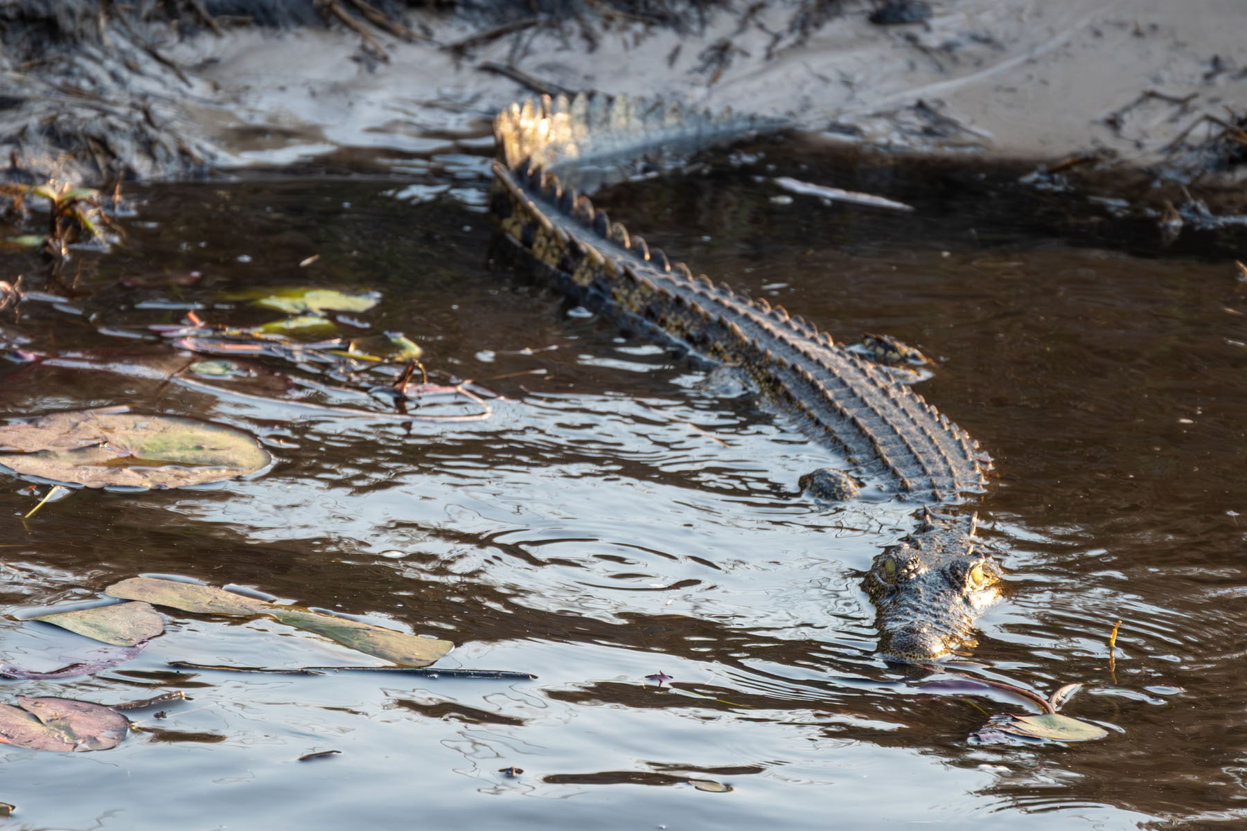Krokodil Namibia