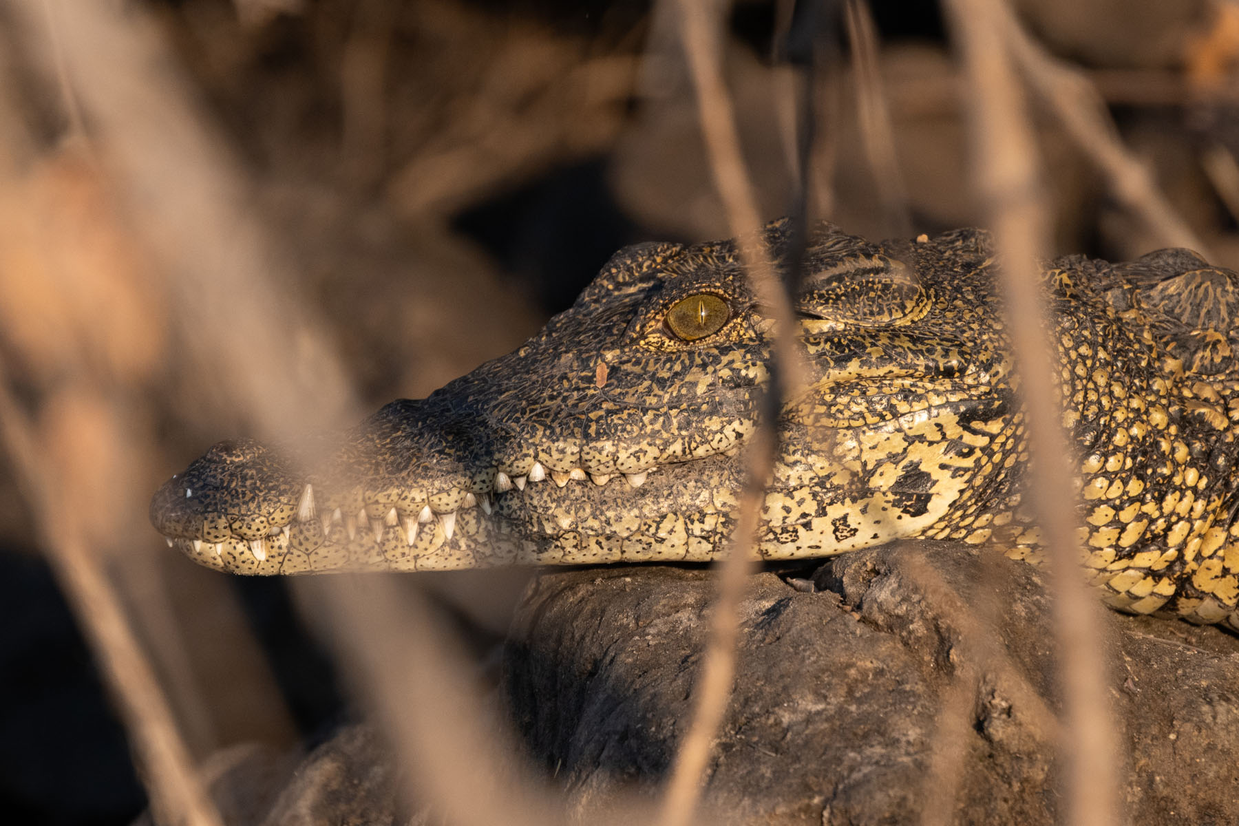 Krokodil Namibia