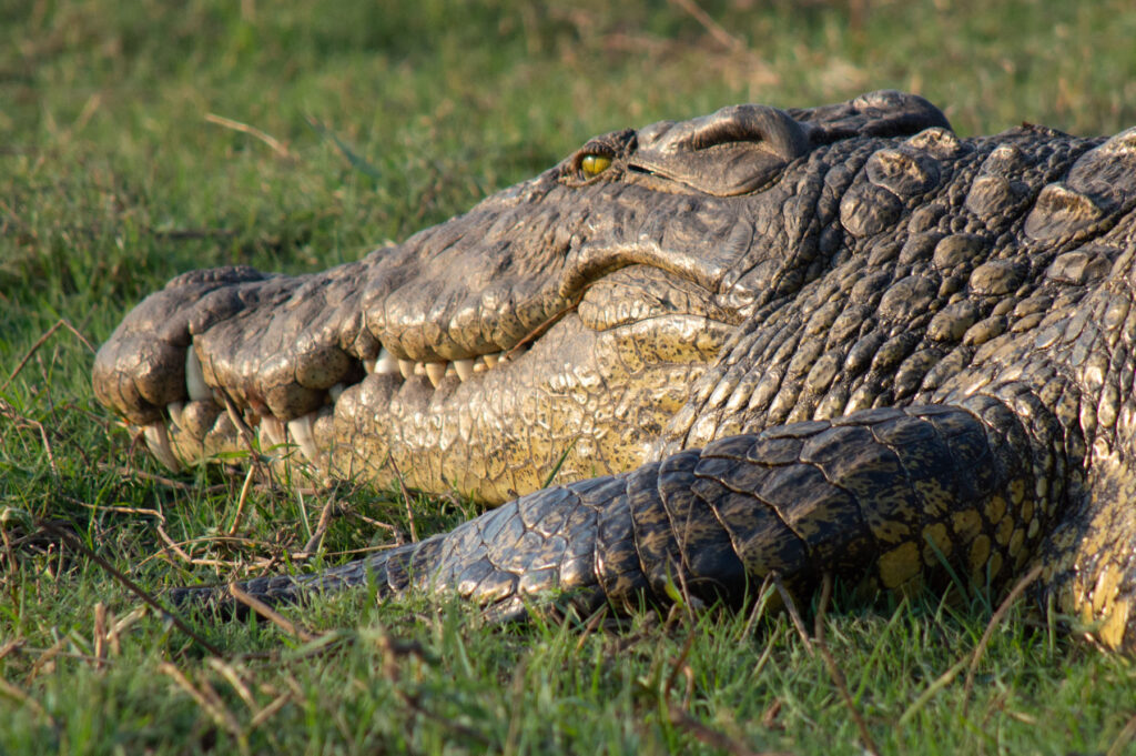 Krokodil Chobe River Botswana