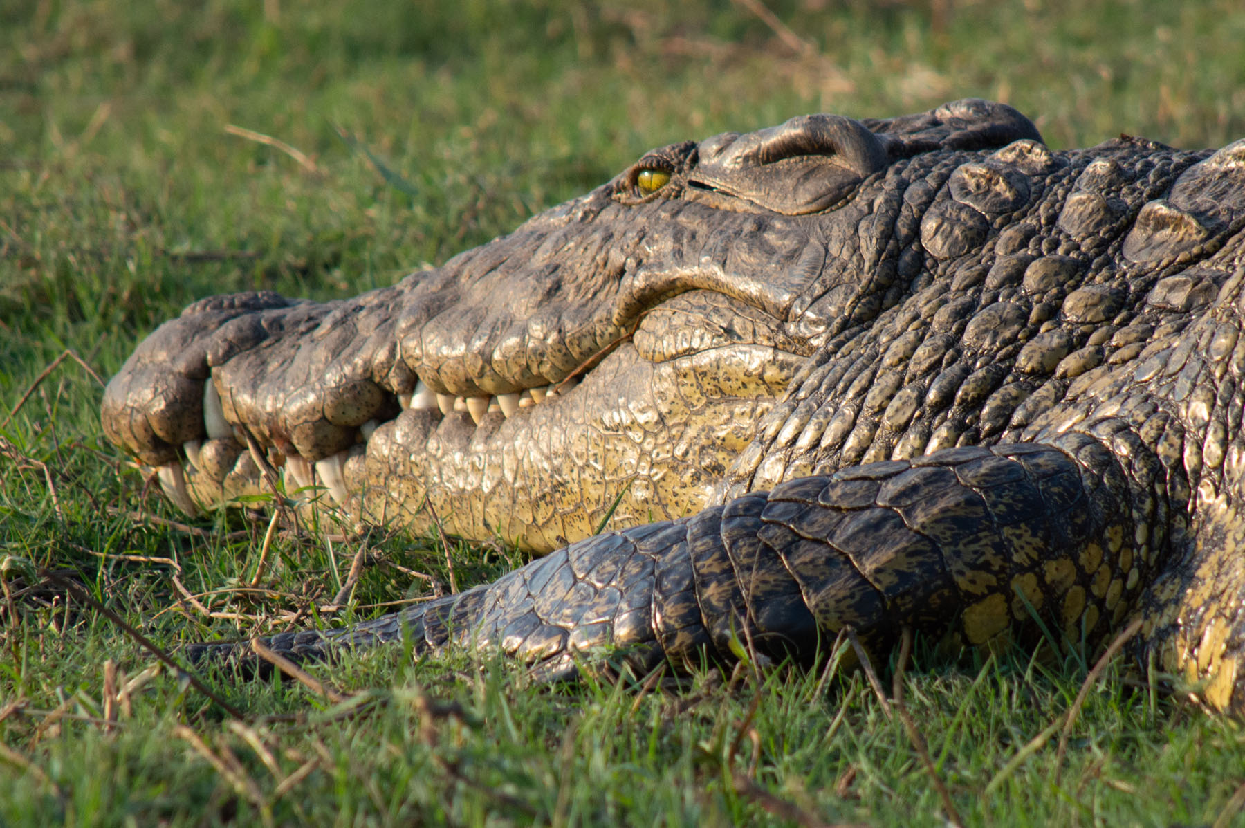 Krokodil Chobe River Botswana