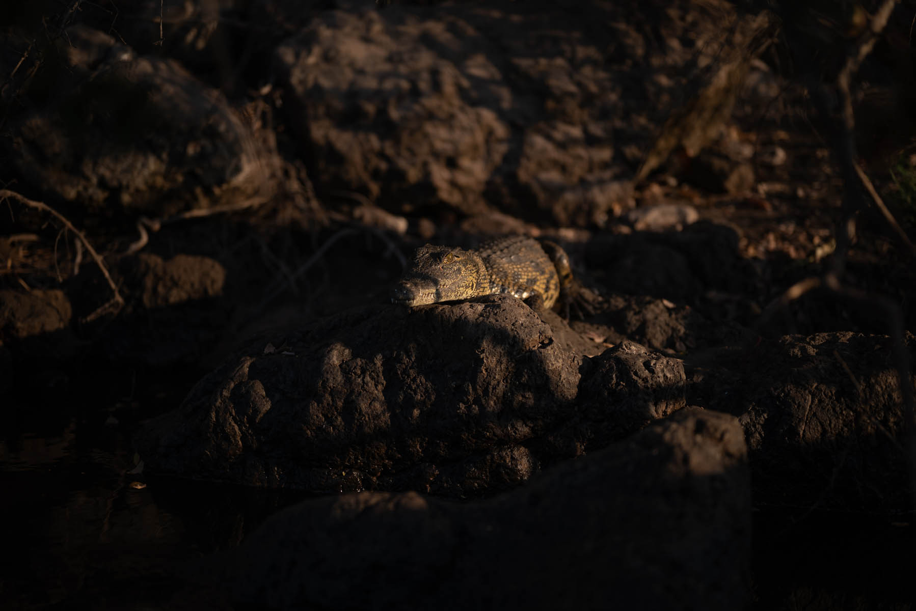 Krokodil in Namibia