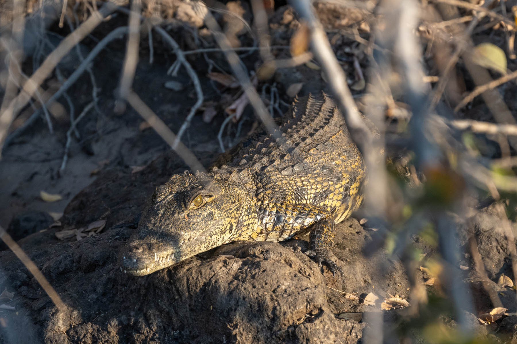 Krokodil in Namibia
