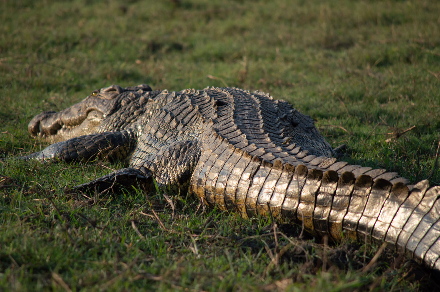 Krokodil Chobe River Botswana
