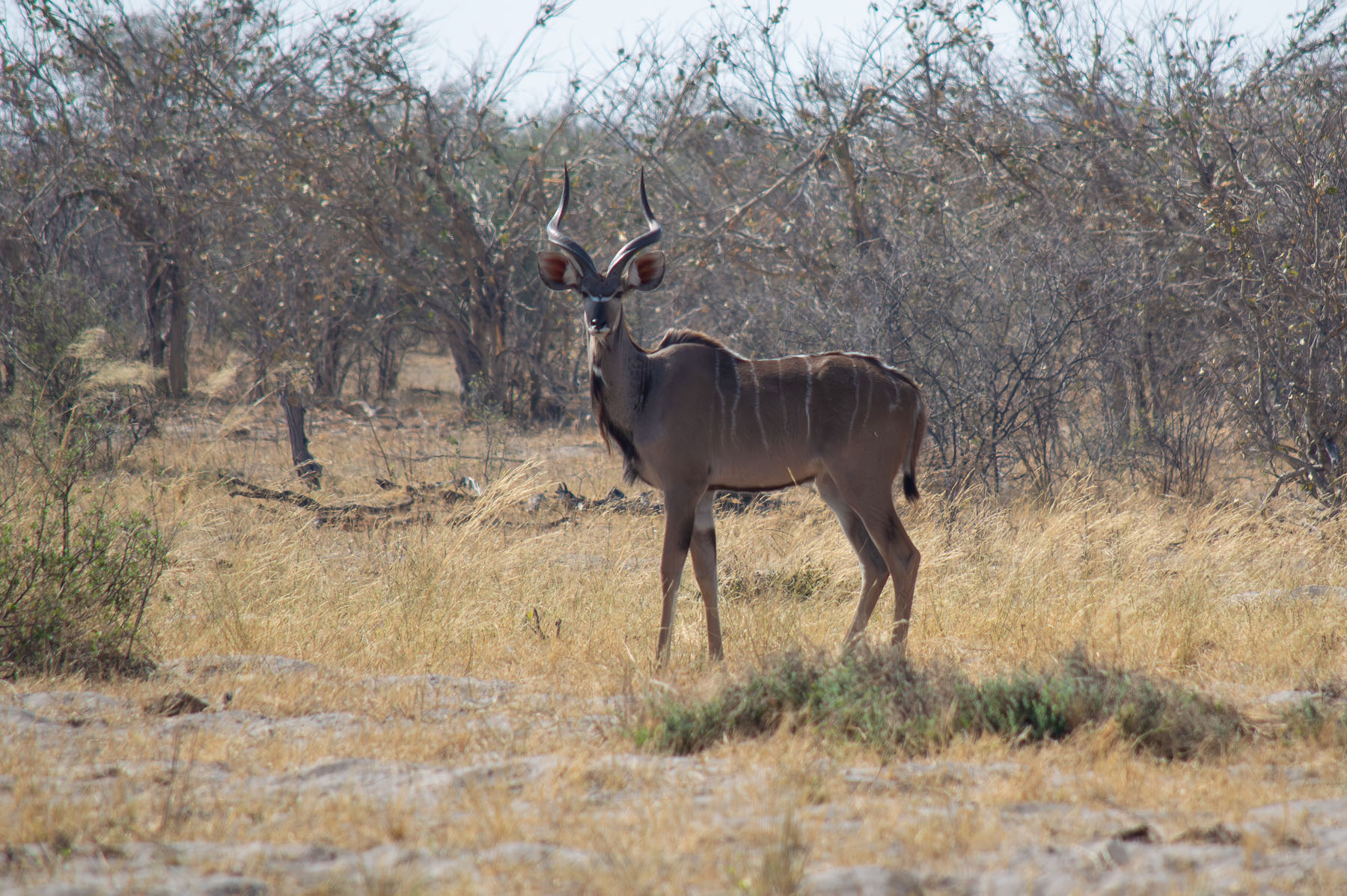 Kudu Antilope Chobe Nationalpark Botswana