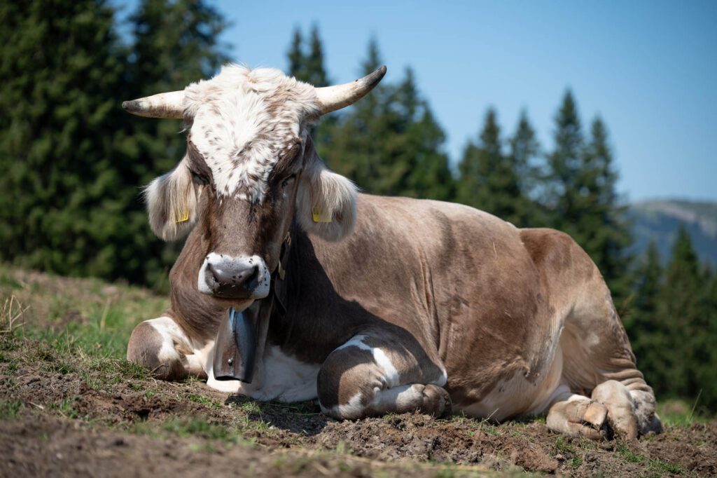 Nahaufnahme Kuh im Allgäu