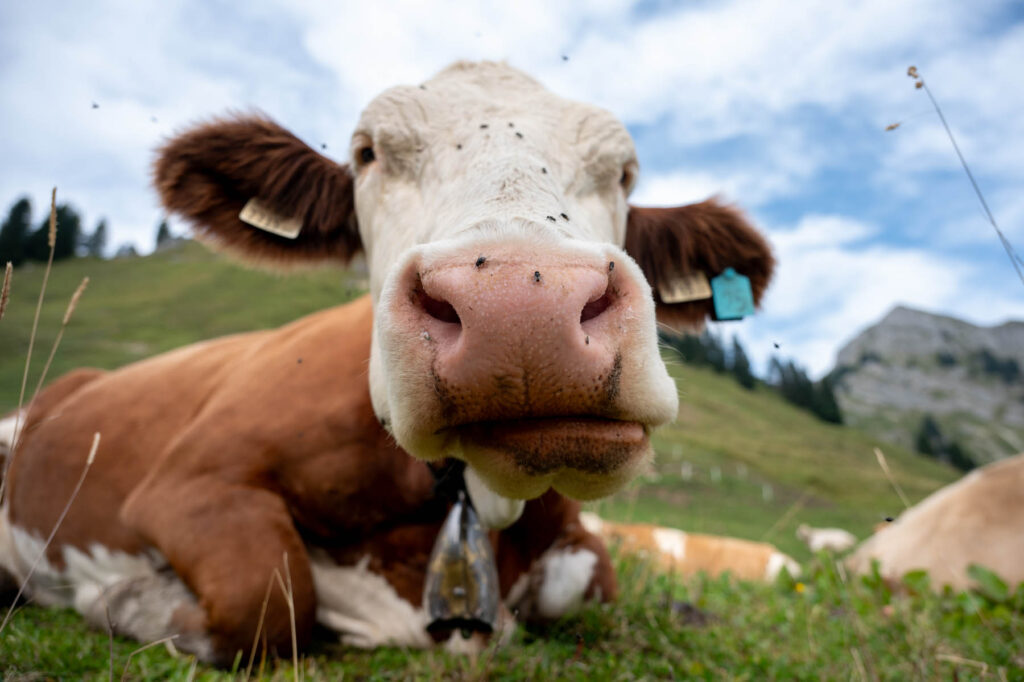 Kuh im Allgäu