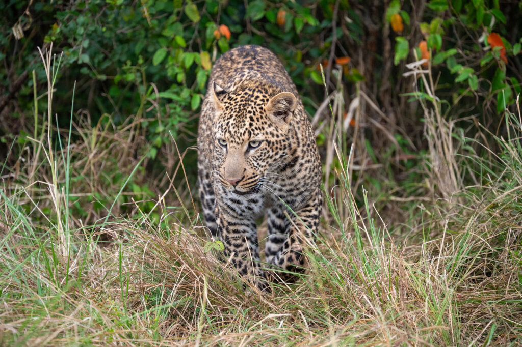 Leopard Masai Mara Kenia