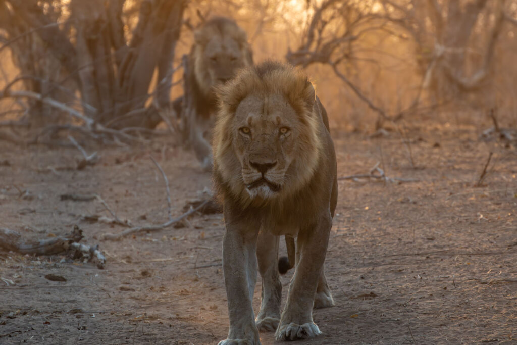 Löwe Chobe Nationalpark Botswana